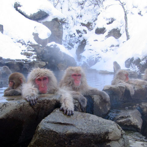 Schneeaffen baden in einer Thermalquelle in Nagano